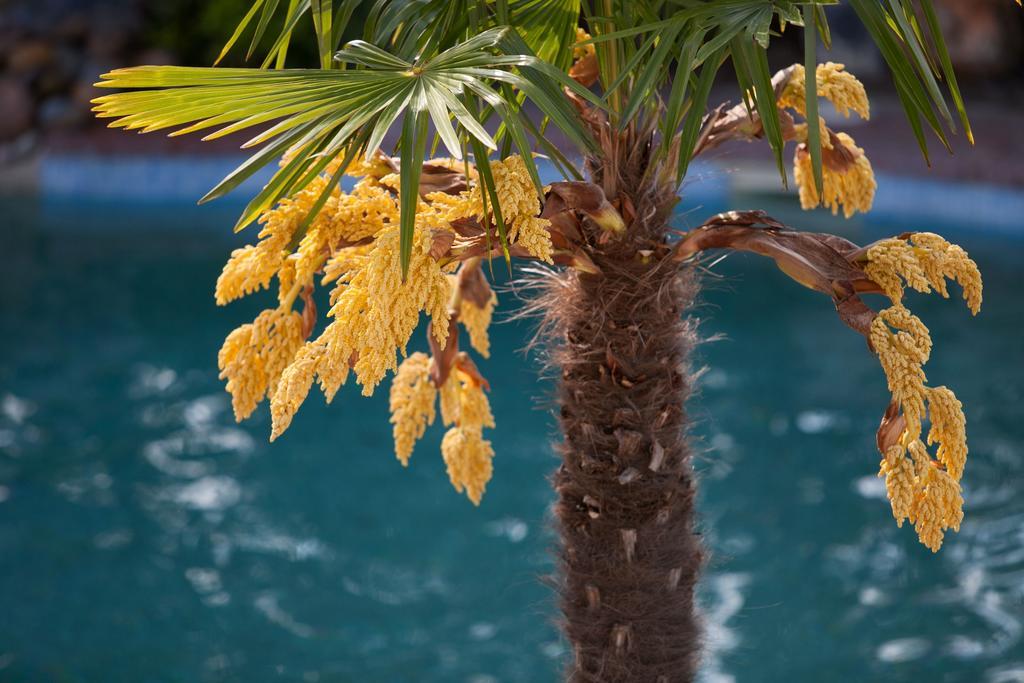 Aristides Hotel Fourka Dış mekan fotoğraf